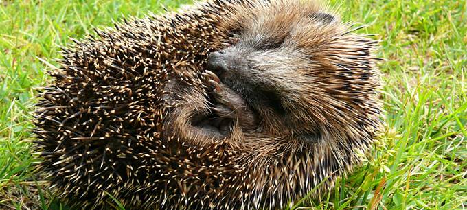 Euskirchen will Igel-Freundlicher werden