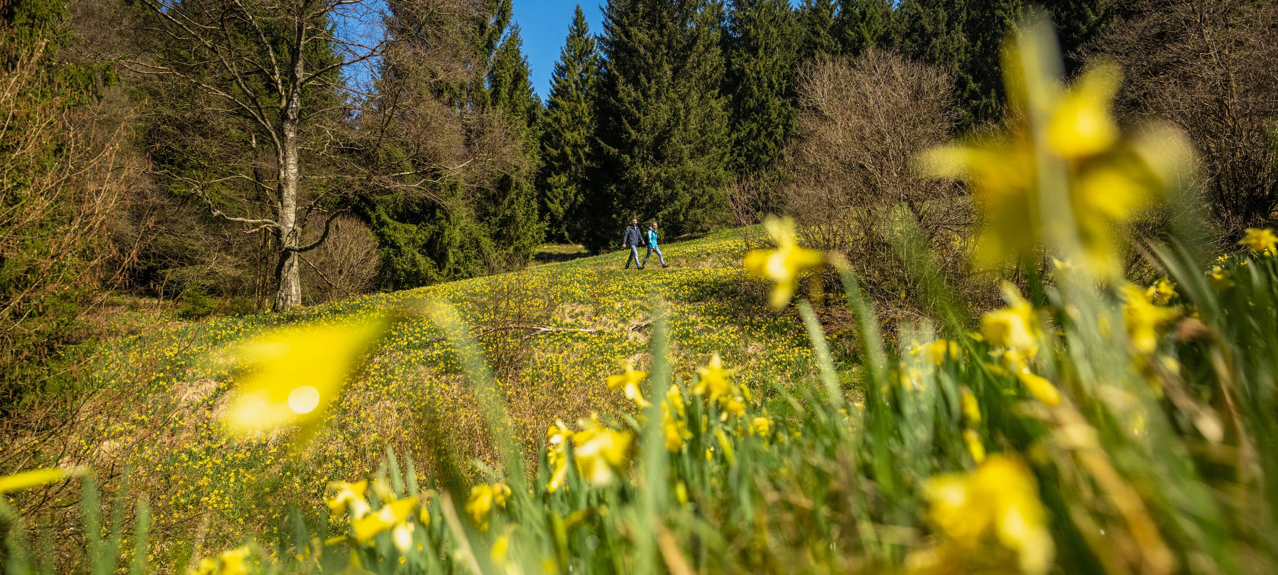 28.03./29.03. Narzissenwiesen-Wanderung