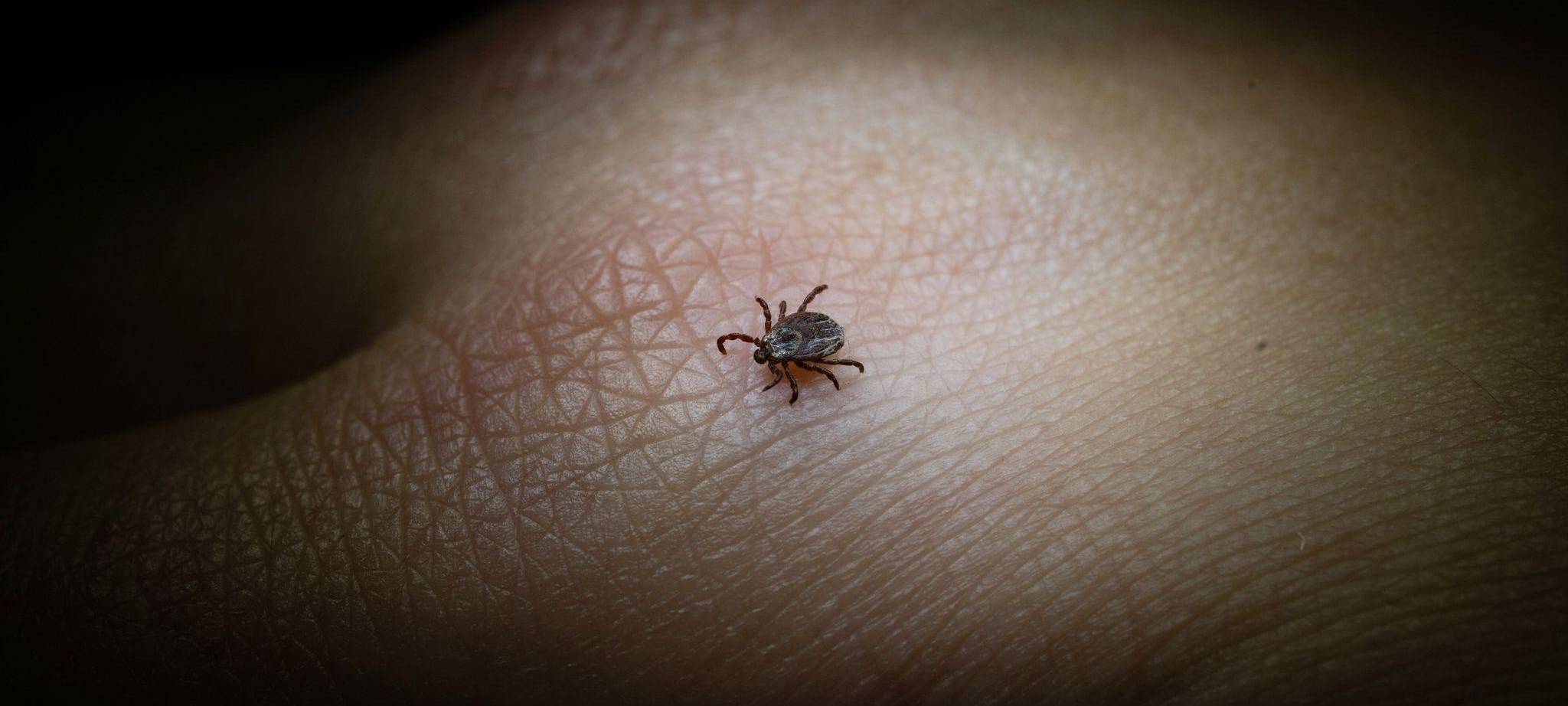 Eine Buntzecke auf einer Hand