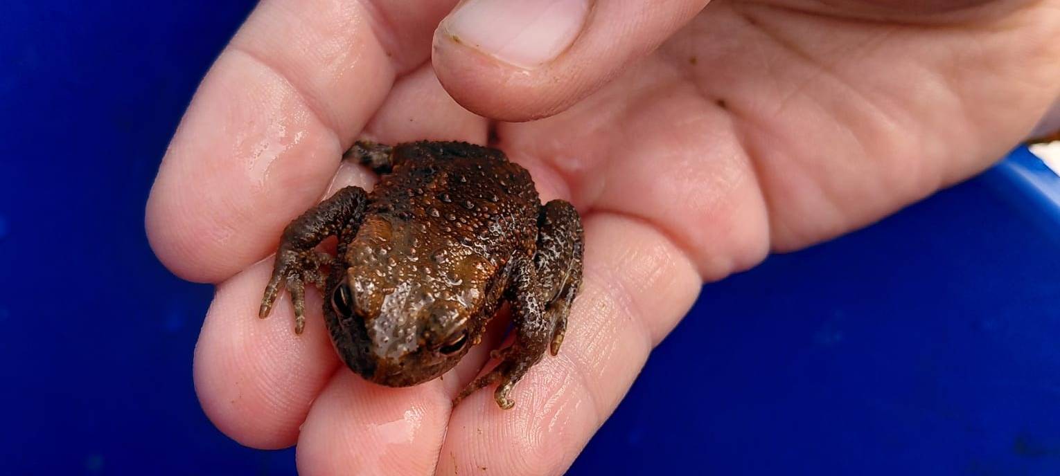 Rosenbad fit für die Freibad-Saison