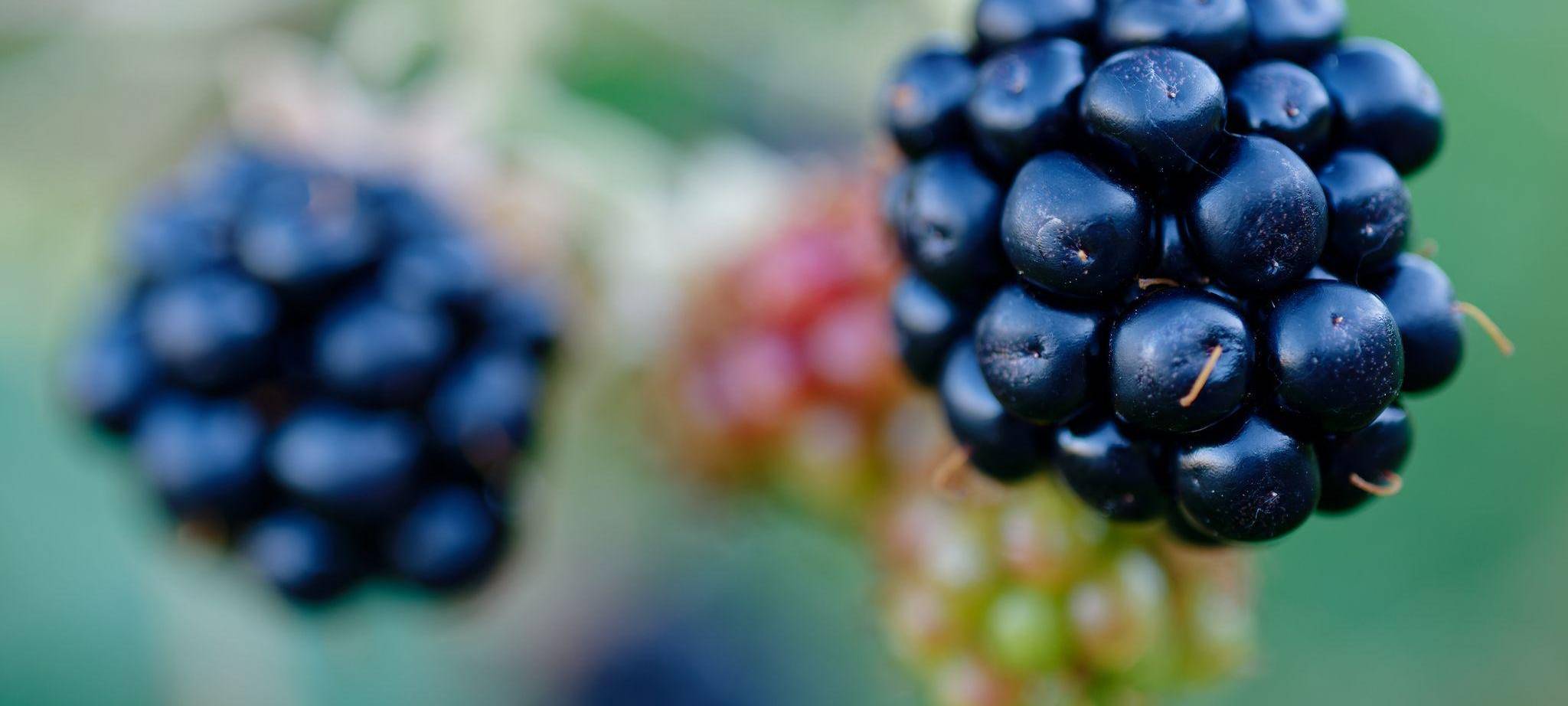 Brombeeren hängen an einem Strauch